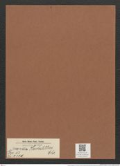 Surirella hochstetteri Ehr. (de-Toni-Nr.: Genus 53, Species 2320) Zeichnungen Sammlung Grunow Mappe 02519 (Herbarium_W_Grunow_drawings_Folder_02519)